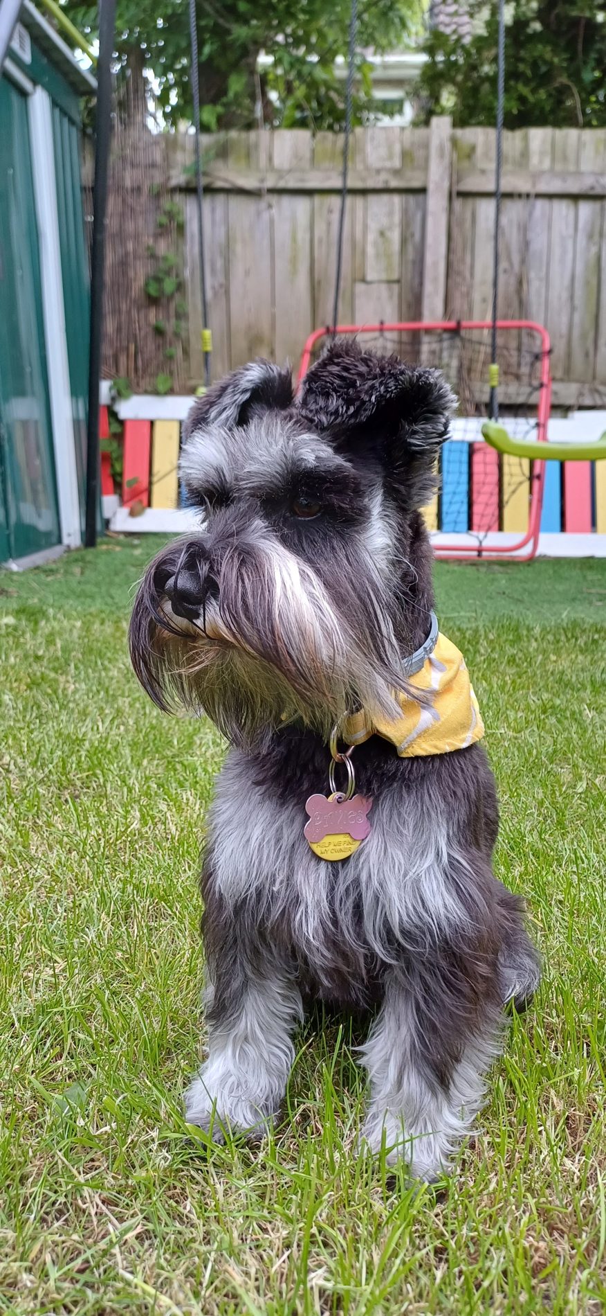 A miniature schnauzer in a yellow bandana sitting on the lawn after its groom