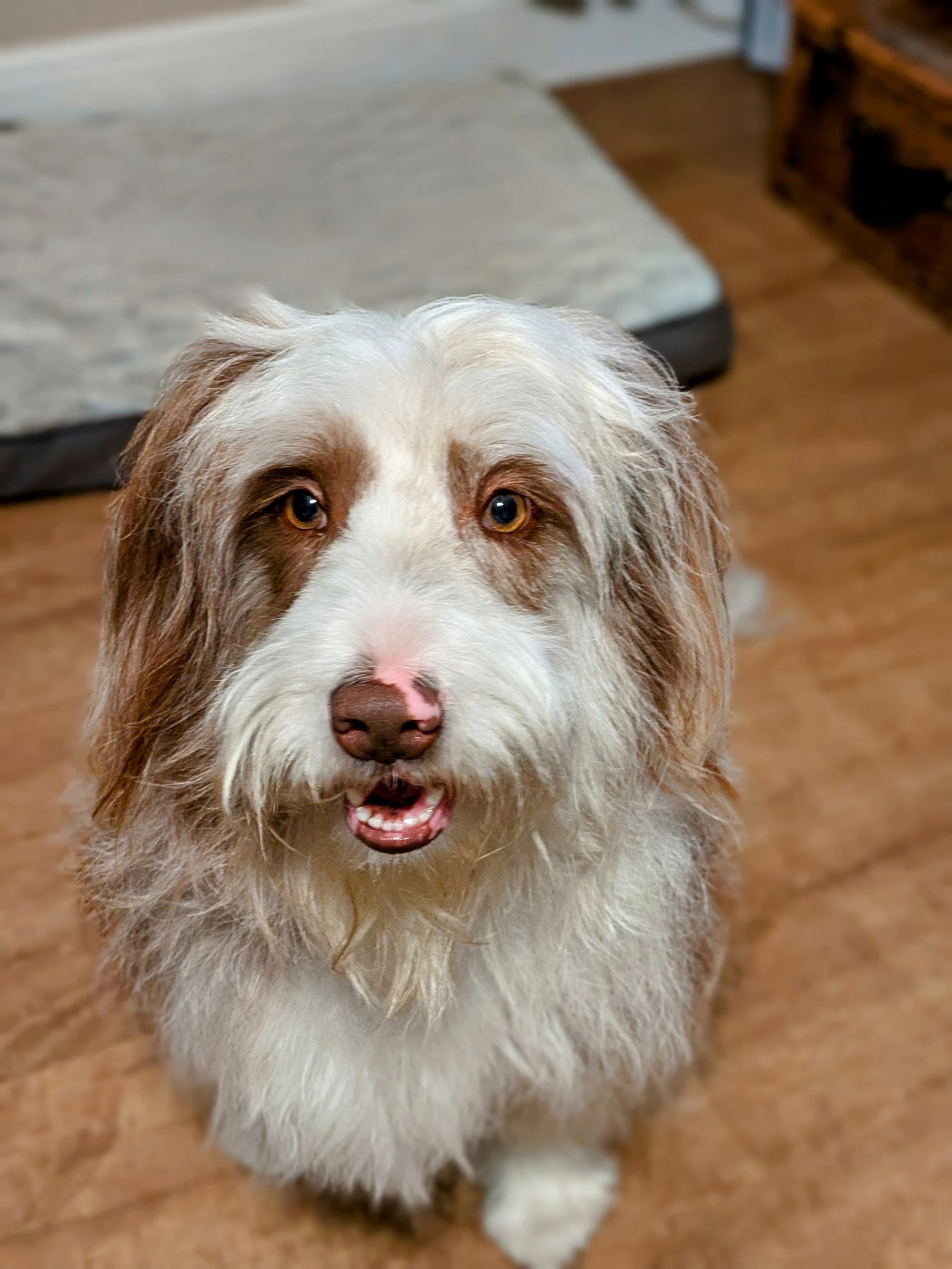 A freshly groomed bearded collie looking up at the camera
