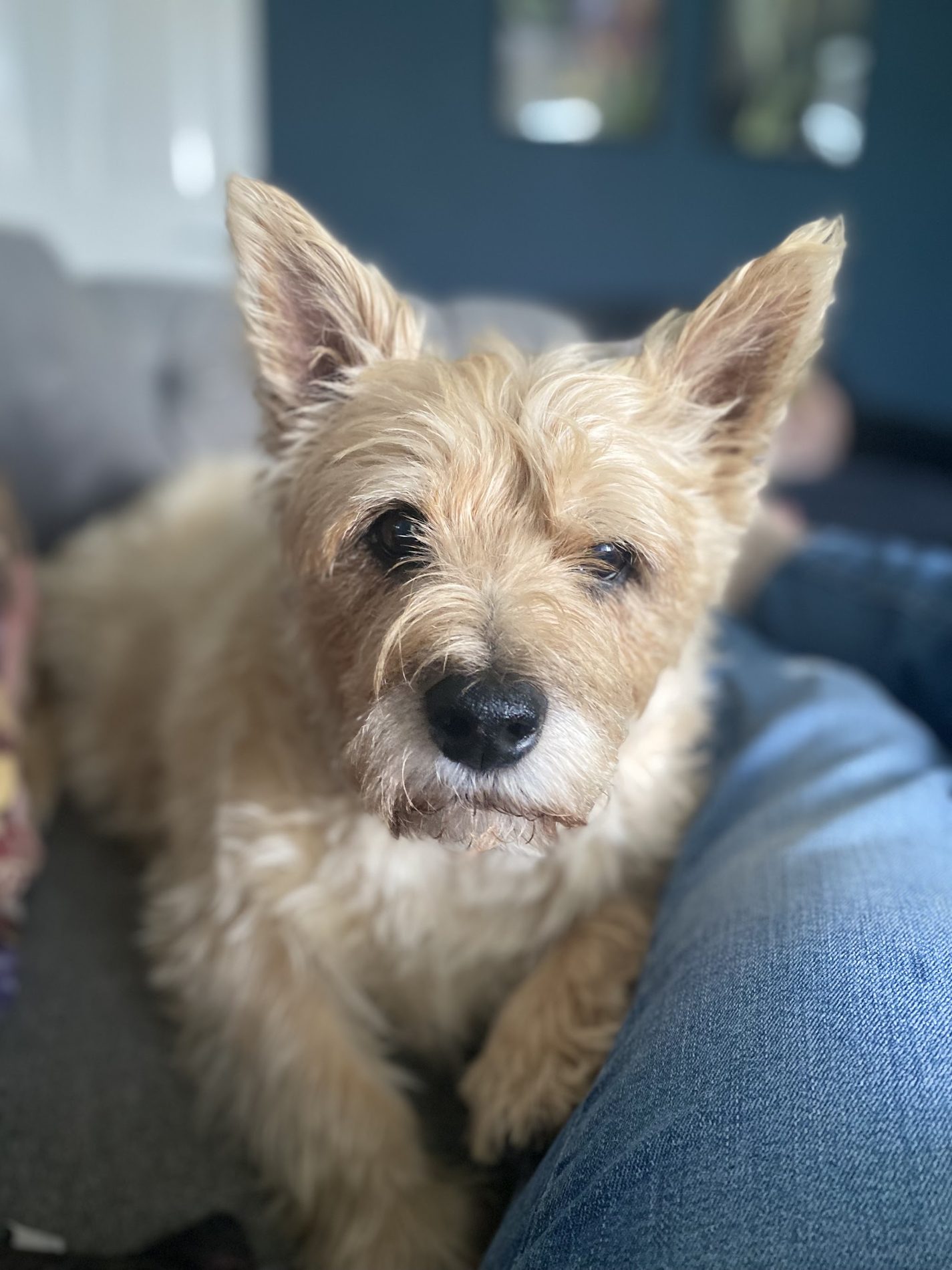 A wire-haired terrier looking relaxed on a lap after a trim