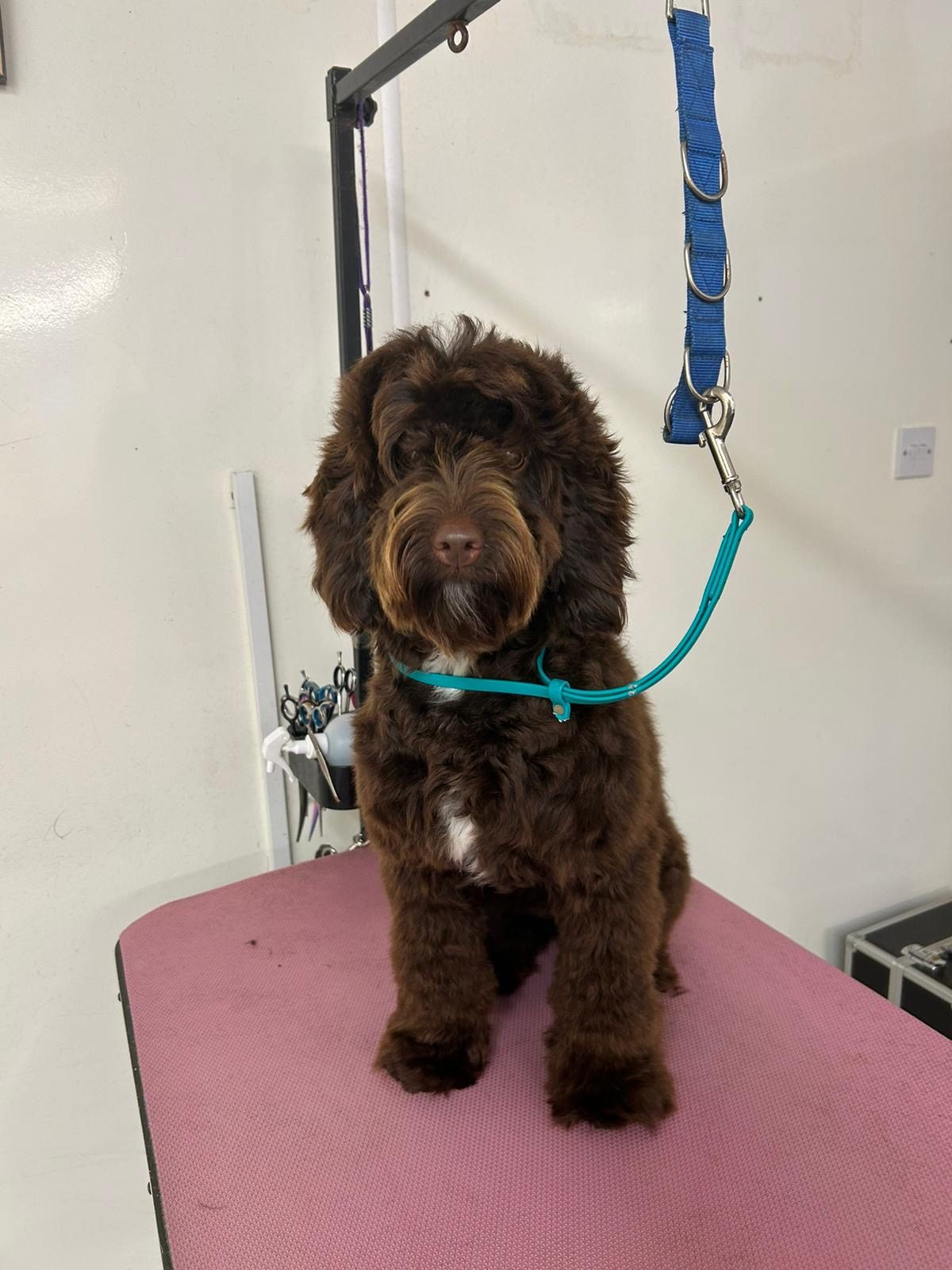 A chocolate brown cockapoo standing on the grooming table with a teal lead