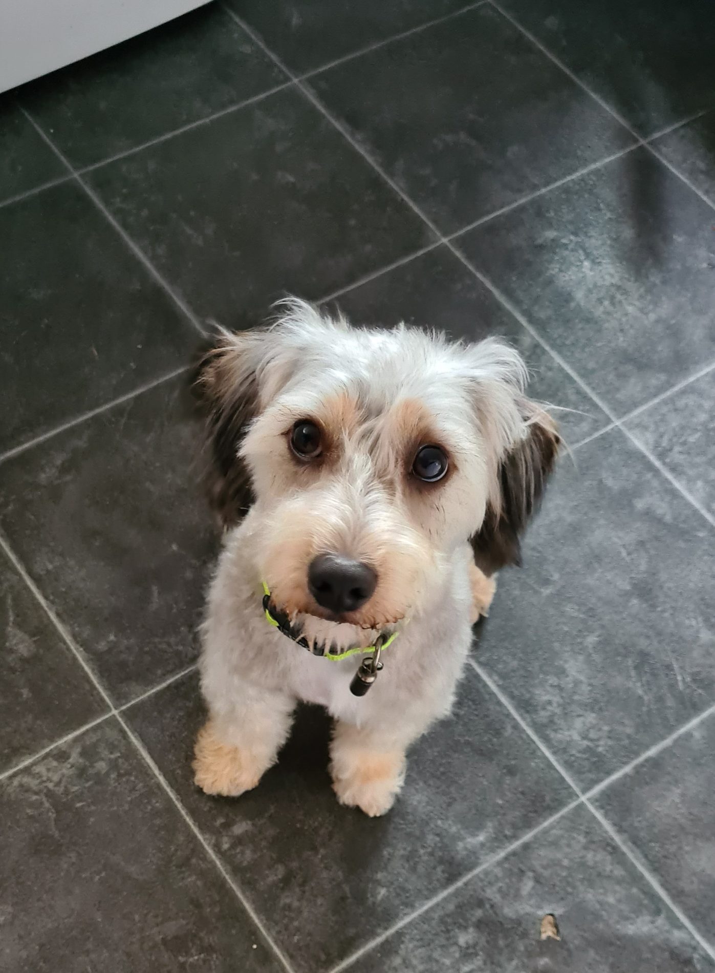 A small white and tan dog sitting on a tiled floor, tidy after its groom