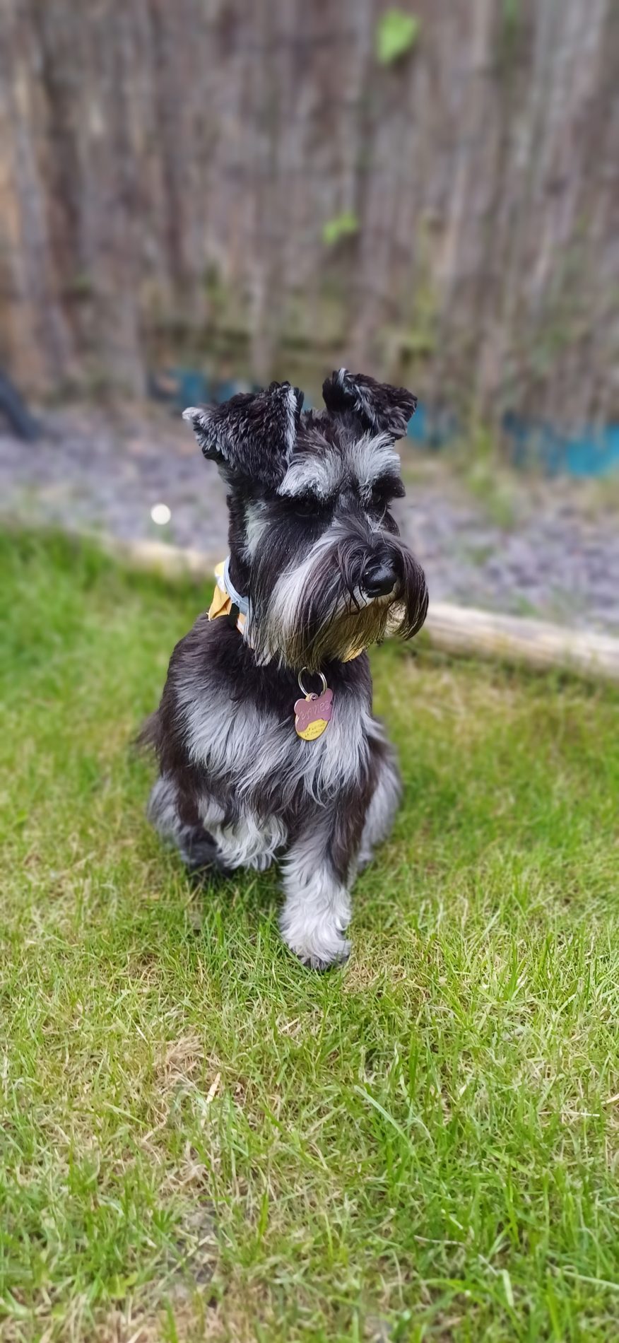 A miniature schnauzer standing on the lawn, neatly trimmed